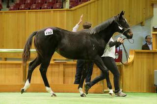 Dan Myers Written Tycoon colt (Lot 190) has provided the new top priced Lot on Day 1 of $170,000. Photo: Trish Dunell
